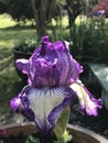 Beautiful Purple and White Tall Bearded Iris Blossom - Perennial Flowers