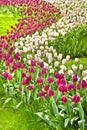 Beautiful purple and white tulips in spring