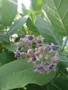 Beautiful purple Widuri Flower growing in the Uluwatu area of Bali