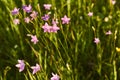 Beautiful purple wild bellflower flowers on a background of green grass. nature background summer Royalty Free Stock Photo