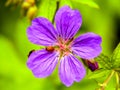 Beautiful purple wild flower Geranium pratense with a red insect on a summer green meadow Royalty Free Stock Photo