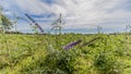 Beautiful purple wild flower on green grass in a meadow Royalty Free Stock Photo