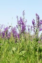 Beautiful purple wild flowers Royalty Free Stock Photo