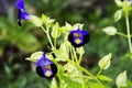 Beautiful purple wild flowers as a home page decoration. Royalty Free Stock Photo