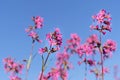 Beautiful purple wild flowers blossoms in evening sunset light of summer garden against blue sky. Royalty Free Stock Photo