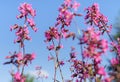 Beautiful purple wild flowers blossoms in evening sunset light of summer garden against blue sky. Royalty Free Stock Photo