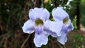 Beautiful purple wild flowers Looks like flowers of orchids. Flowering during the rainy season only.