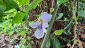 Beautiful purple wild flowers Looks like flowers of orchids. Flowering during the rainy season only.