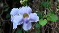 Beautiful purple wild flowers Looks like flowers of orchids. Flowering during the rainy season only.