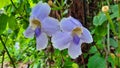 Beautiful purple wild flowers Looks like flowers of orchids. Flowering during the rainy season only.