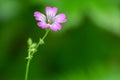 Beautiful purple wild forest flower. Geranium robertianum, commonly known as herb-Robert Royalty Free Stock Photo