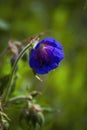 Beautiful purple wild forest flower. Wood cranesbill, woodland geranium, Geranium sylvaticum. Forest geranium close up Royalty Free Stock Photo