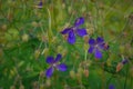 Beautiful purple wild forest flower. Wood cranesbill, woodland geranium, Geranium sylvaticum. Forest geranium close up Royalty Free Stock Photo