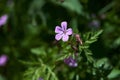 Beautiful purple wild forest flowers. Geranium robertianum, or herb-Robert, red robin Royalty Free Stock Photo