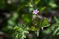 Beautiful purple wild forest flowers. Geranium robertianum, or herb-Robert, red robin Royalty Free Stock Photo