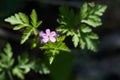 Beautiful purple wild forest flowers. Geranium robertianum, or herb-Robert, red robin Royalty Free Stock Photo