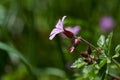 Beautiful purple wild forest flowers. Geranium robertianum, or herb-Robert, red robin Royalty Free Stock Photo