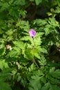 Flowers and foliage of Geranium robertianum Royalty Free Stock Photo