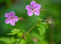 Beautiful purple wild forest flowers. Two flowers. Geranium robertianum, commonly known as herb-Robert Royalty Free Stock Photo