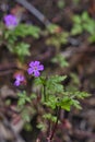 Beautiful purple wild forest flowers. Two flowers. Geranium robertianum, or herb-Robert, red robin, death come quickly, storksbill Royalty Free Stock Photo