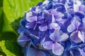 Beautiful purple wild hydrangeas flowers on Sao Miguel Island, Azores, Portugal Royalty Free Stock Photo