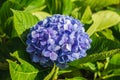 Beautiful purple wild hydrangeas flowers on Sao Miguel Island, Azores, Portugal