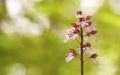 Beautiful purple wild orchid flower Royalty Free Stock Photo