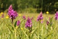 Beautiful purple wild orchids closeup in a grassy meadow in holland in springtime