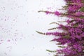 Beautiful purple wild sage flower isolated on white