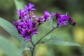 Tall Purple Ironweed Wildflowers - Vernonia gigantea