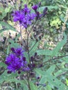 Tall Purple Ironweed Wildflowers - Vernonia gigantea
