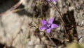 Beautiful purple wildflower growing in an old stone wall. Close up Royalty Free Stock Photo