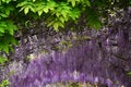Beautiful purple wisteria in bloom. blooming wisteria tunnel in a garden near Piazzale Michelangelo in Florence Royalty Free Stock Photo