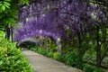 Beautiful purple wisteria in bloom. blooming wisteria tunnel in a garden near Piazzale Michelangelo in Florence Royalty Free Stock Photo