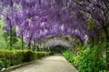 Beautiful purple wisteria in bloom. blooming wisteria tunnel in a garden near Piazzale Michelangelo in Florence Royalty Free Stock Photo