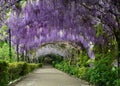 Beautiful purple wisteria in bloom. blooming wisteria tunnel in a garden near Piazzale Michelangelo in Florence Royalty Free Stock Photo