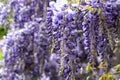 Beautiful purple wisteria flowers in spring