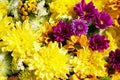 Beautiful purple and yellow chrysanthemum flowers background. Top view Royalty Free Stock Photo