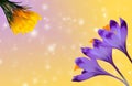 Beautiful purple and yellow crocuses on colorful bokeh background Royalty Free Stock Photo