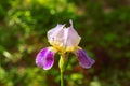 Beautiful purple and yellow Iris flower on blurred green natural background. Bearded iris concept. Royalty Free Stock Photo