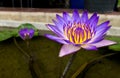 Beautiful Purple Yellow Lotus Flower in The Small Pond , Selective Focus used as Template Royalty Free Stock Photo