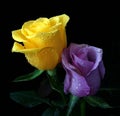 Beautiful purple and yellow roses on black background