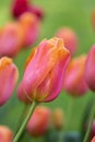 Beautiful purple,yellow tulips Royalty Free Stock Photo