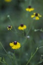 Purplehead Sneezeweed Wildflowers - Helenium flexuosum