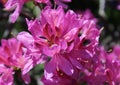 Beautiful purplish pink azalea flowers in full bloom Royalty Free Stock Photo