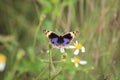 Beautiful Purpple butterfly in garden florest