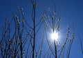 Pussy willow on a background of blue sky Royalty Free Stock Photo