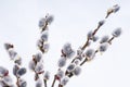 Beautiful willow flowers Royalty Free Stock Photo