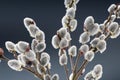 Beautiful willow flowers Royalty Free Stock Photo