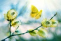 Beautiful pussy willow flowers branches. Amazing elegant artistic image nature in spring, willow flowers and butterfly. Willow Royalty Free Stock Photo